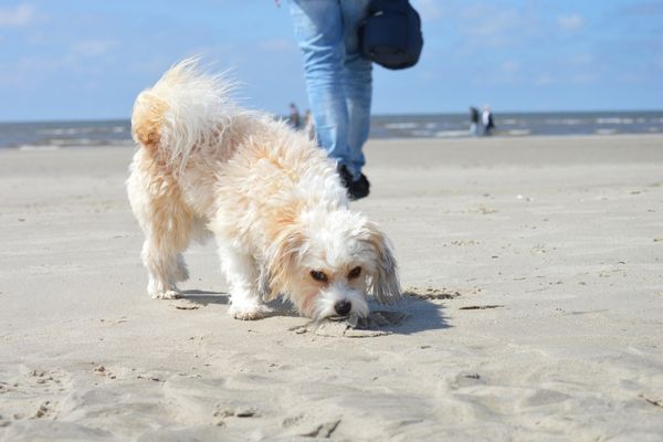 Sankt Peter Ording im Winter: Hund am Strand