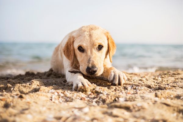 Hund am Strand kaut auf einem Stock